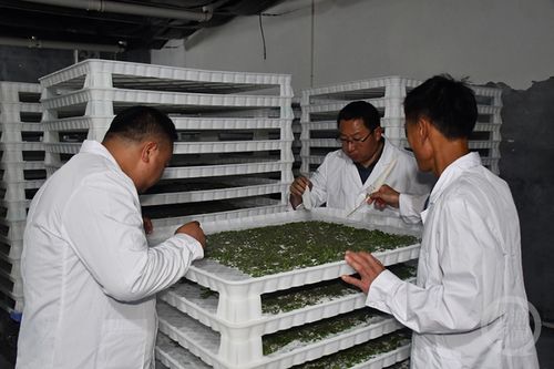 智能共育工厂 蚕宝宝的“别墅”与“家政服务”